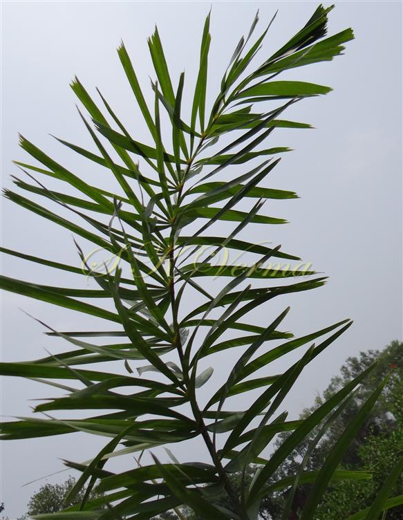  Leaf